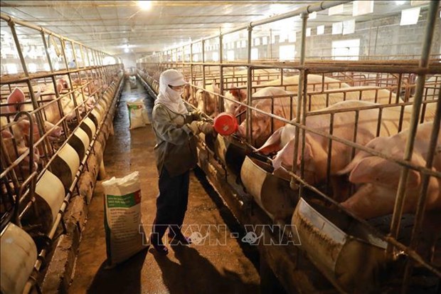 Building disease-free zone - key to animal husbandry: Minister hinh anh 1