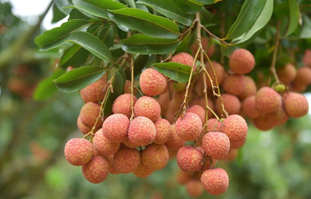 Luc Ngan lychee of Bac Giang province granted geographical indication protection in Japan hinh anh 1