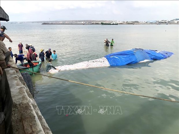Binh Thuan: Dead whale brought to shore hinh anh 1