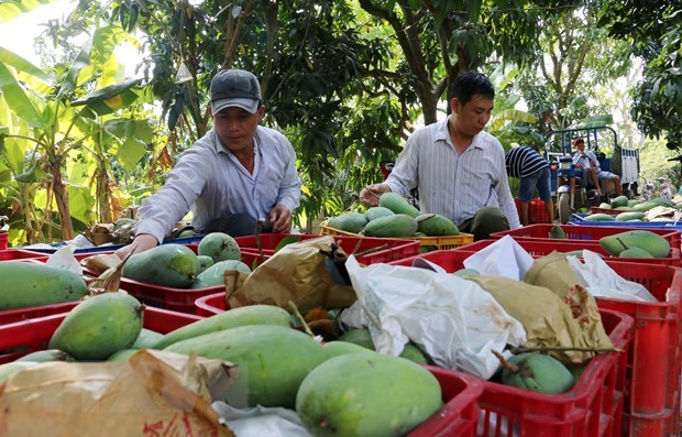 Ministry targets 650 million USD from mango exports by 2030 hinh anh 1