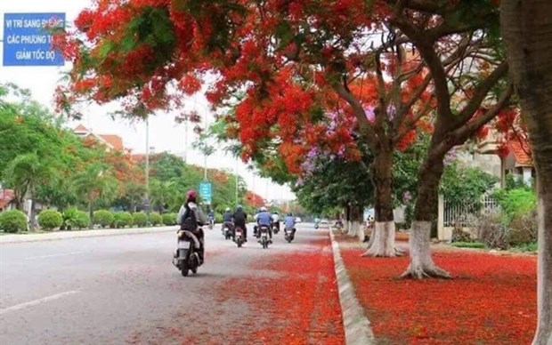 Hai Phong's Flamboyant Festival to draw tourists hinh anh 1