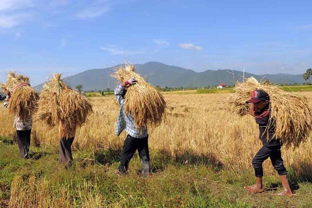 Cambodia: Agricultural exports surpass 2 billion USD in Q1 hinh anh 1