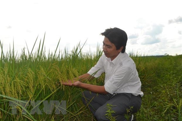 PAN Group entrusted with protection of ST24 and ST25 rice trademarks in int'l markets hinh anh 1