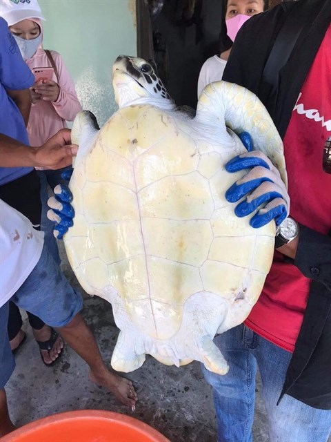 Endangered sea turtle rescued in Quang Nam hinh anh 1