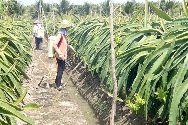 Tien Giang to produce more dragon fruit as part of climate-change adaptation plan hinh anh 1