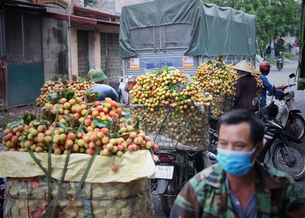 Bac Giang’s lychees to be sold on e-commerce platforms hinh anh 1