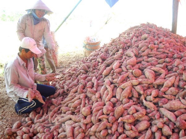 China to consider resumption of sweet potato, chili imports from Vietnam hinh anh 1