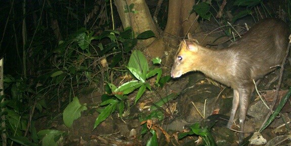Thua Thien-Hue: Endangered muntjacs spotted in Phong Dien Nature Reserve hinh anh 1
