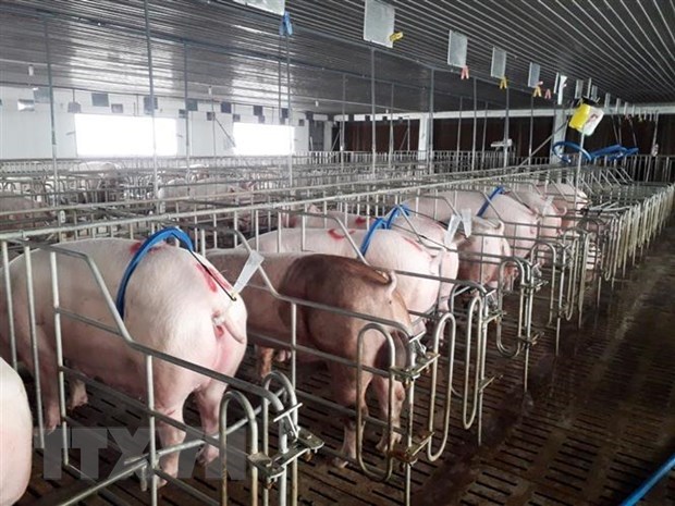 Developing disease-free zones helpful in exporting animal products hinh anh 1