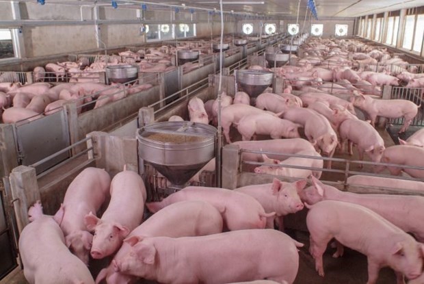 Russia becomes largest pork supplier to Vietnamese market hinh anh 1