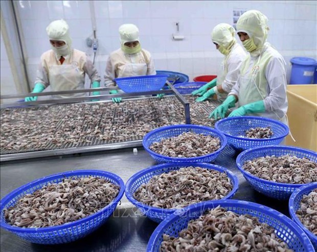 Squid, octopus exports to China remain on the rise hinh anh 1