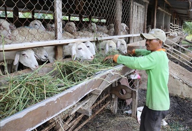 Vietnam striving to raise living standards of ethnic minority groups hinh anh 2