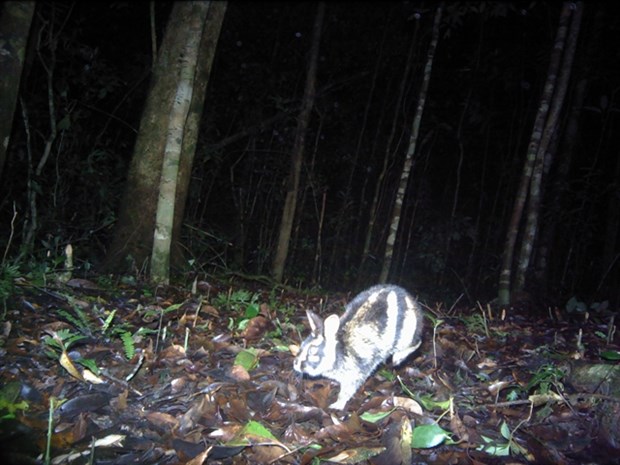 Rare striped rabbits discovered in Central Highlands hinh anh 1
