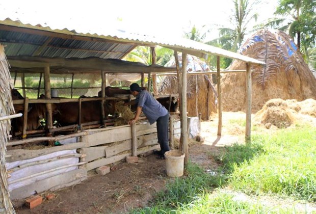 Soc Trang develops cattle farming hinh anh 1