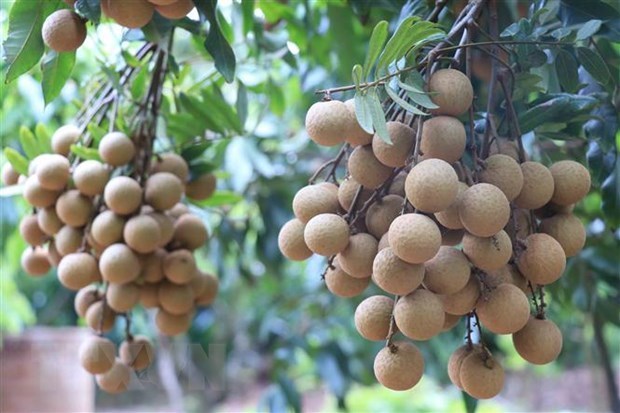 First co-operative in Hung Yen to ship longan to Europe hinh anh 1