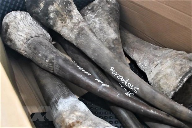 Large shipment of suspected rhino horns, wild animal bones seized in Da Nang hinh anh 1