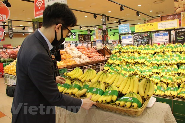 RoK increases banana imports from Vietnamese market hinh anh 1
