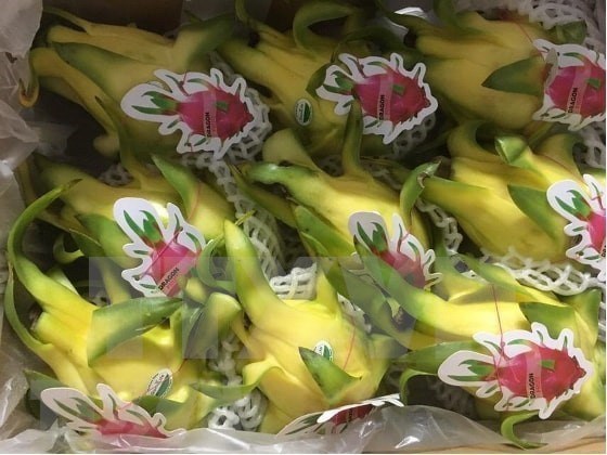Vietnamese dragon fruit gains favour in Australia hinh anh 1
