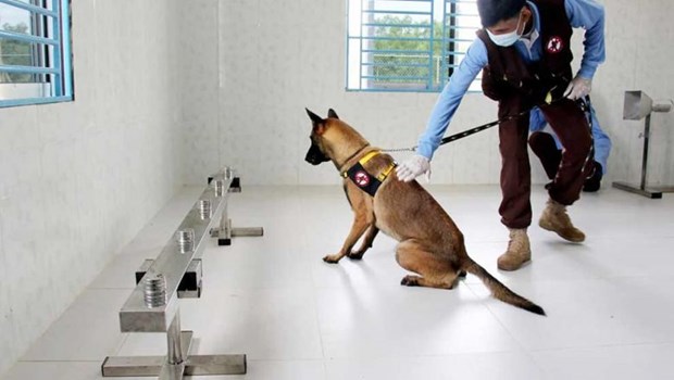 Cambodia succeeds in training dogs to detect COVID-19 patients hinh anh 1