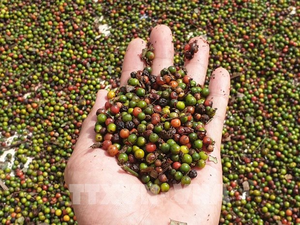 Cambodia’s pepper exports soar over 500 percent in first eight months hinh anh 1