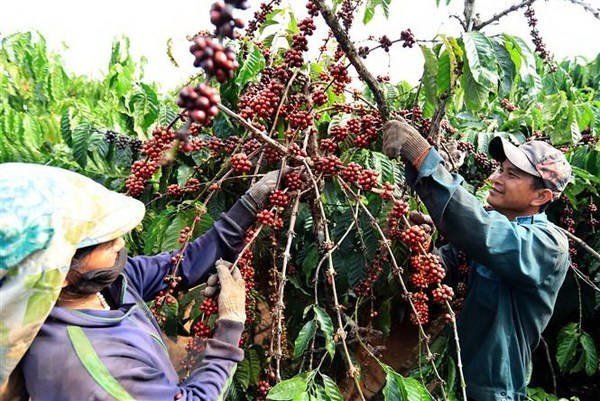 Vietnam's coffee exports to UK drop in H1 hinh anh 1