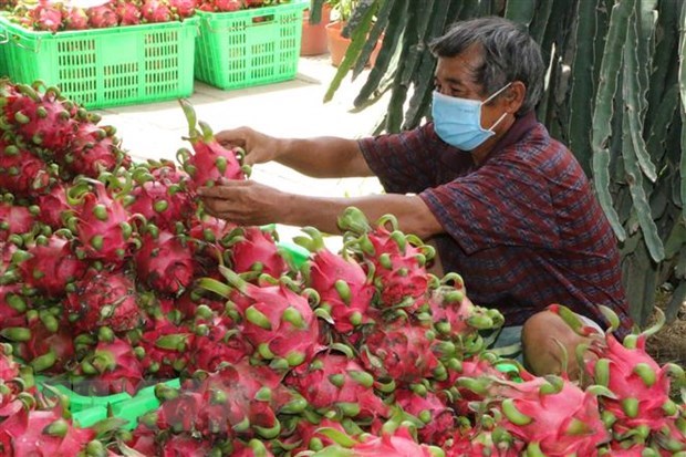 Project looks to bolster Vietnam’s dragon fruit exports to Europe hinh anh 1