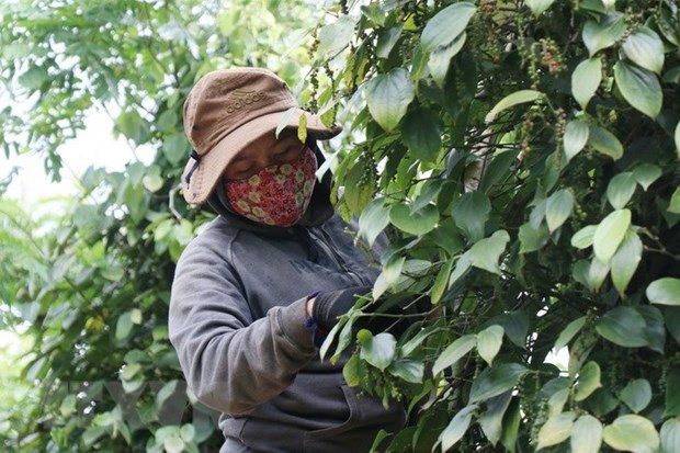 Vietnam’s peppercorn exports to Germany facing difficulties amid COVID-19 hinh anh 1