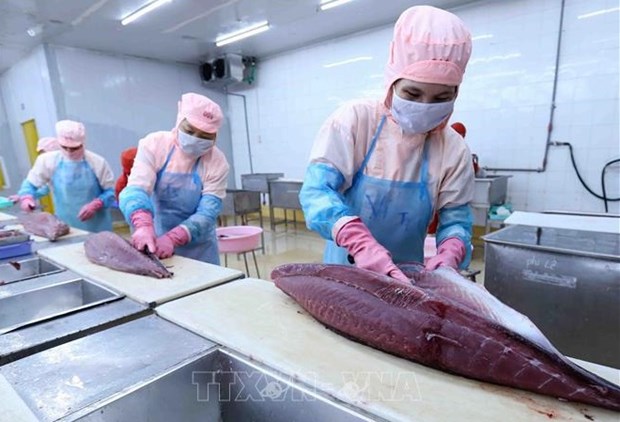 Vietnam’s tuna exports to EU see strong surge thanks to EVFTA hinh anh 1