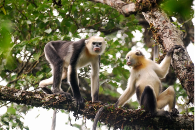 Efforts needed to conserve rare primates in Ha Giang hinh anh 1