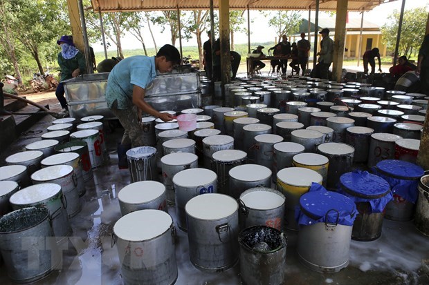 Vietnam’s rubber export to US sees sharp surge hinh anh 1