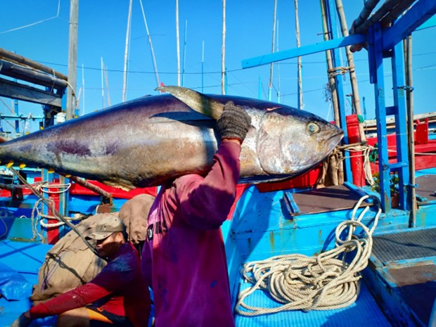 Vietnam’s tuna exports drop sharply in August hinh anh 1