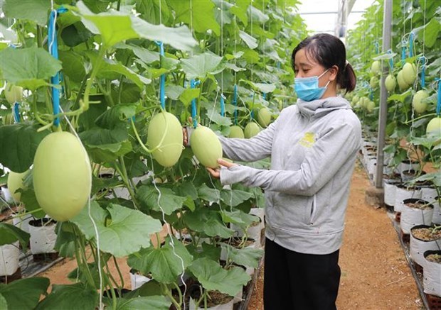 Vietnam offers attractive opportunity for Australian AgTech innovators: report hinh anh 1