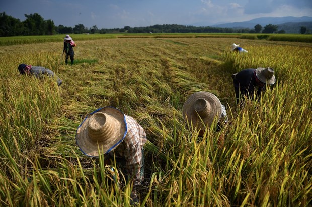Thailand on track to achieve export target of 6 million tonnes of rice hinh anh 1