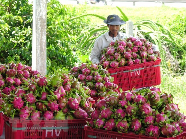 Binh Thuan dragon fruit expected to get protected status in Japan hinh anh 1