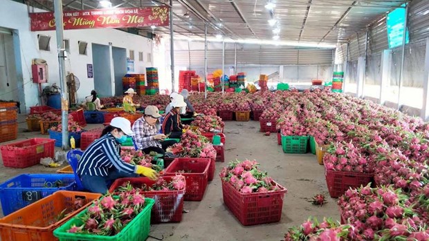 Geographical indication of Binh Thuan dragon fruit protected in Japan hinh anh 1