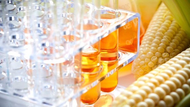 Vietnam completes anti-dumping probe into corn syrup from China, RoK hinh anh 1