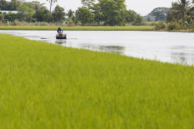 Thailand’s rice exports expected to benefit from weaker baht hinh anh 1