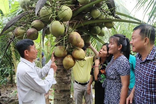 Tra Vinh’s wax coconut enters Australian market hinh anh 1