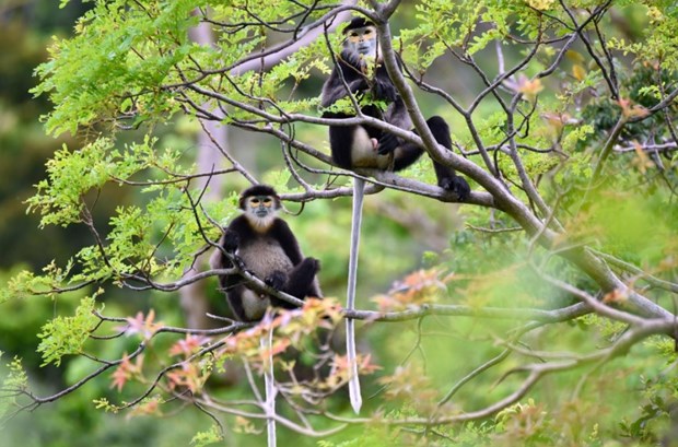 Endangered black-shanked doucs spotted in Tay Ninh hinh anh 1