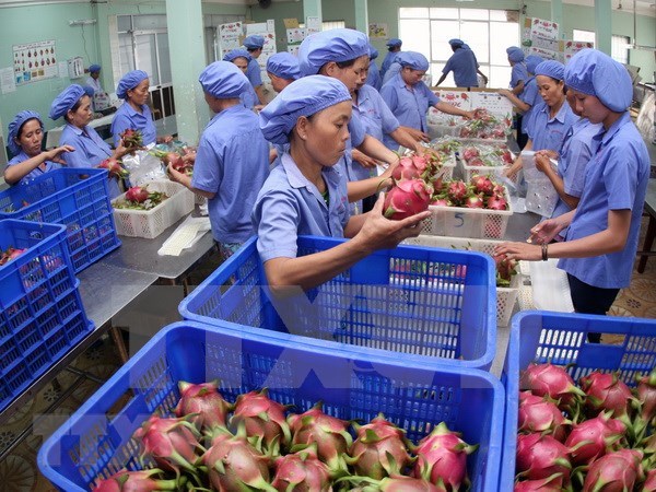 EU remains promising market for Vietnamese fruit hinh anh 1