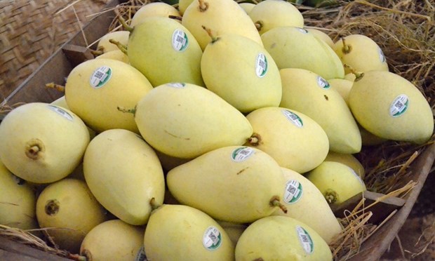 More than 5,000 ha of mango in Dong Thap granted area codes for export hinh anh 2