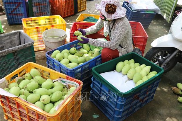 More than 5,000 ha of mango in Dong Thap granted area codes for export hinh anh 1