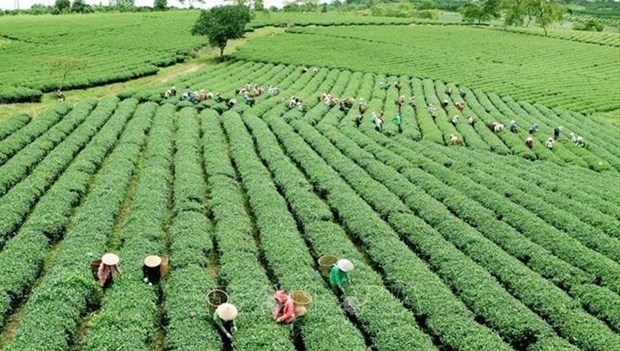 Vietnamese agriculture seeks ways to adapt to new context hinh anh 1