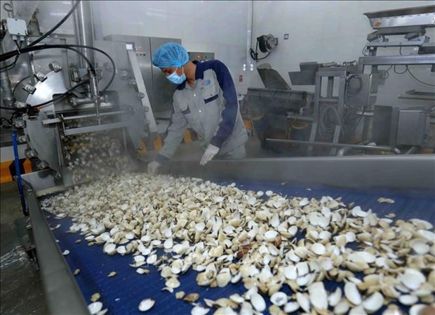 Vietnamese firm exports canned clams to Europe hinh anh 1