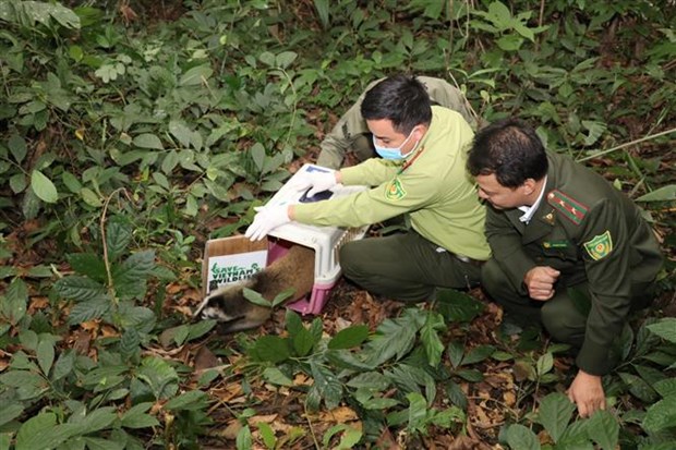 National park releases wild animals back to nature hinh anh 2