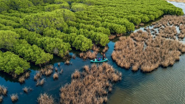 Ben Tre develops forests in climate change response hinh anh 1