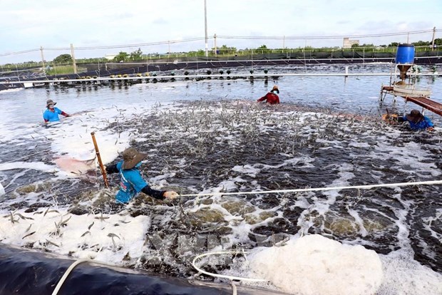 Sustainable aquaculture: Livelihoods for millions of people in Asia hinh anh 1