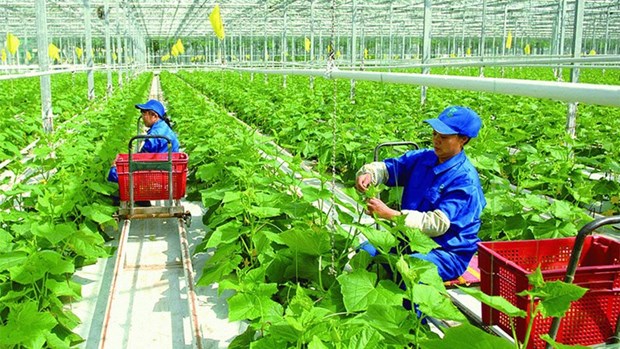 Vietnam eyes green and sustainable agriculture hinh anh 1