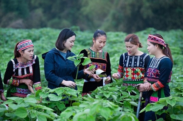 Extra efforts needed to ensure gender equality for ethnic women hinh anh 1