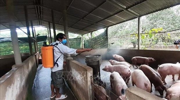 IFC supports Vietnam in African swine fever prevention hinh anh 1